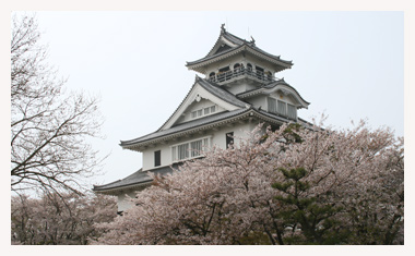 長浜城と桜がマッチしています。