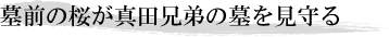 墓前の桜が真田兄弟の墓を見守る
