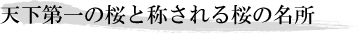 天下第一の桜と称される桜の名所
